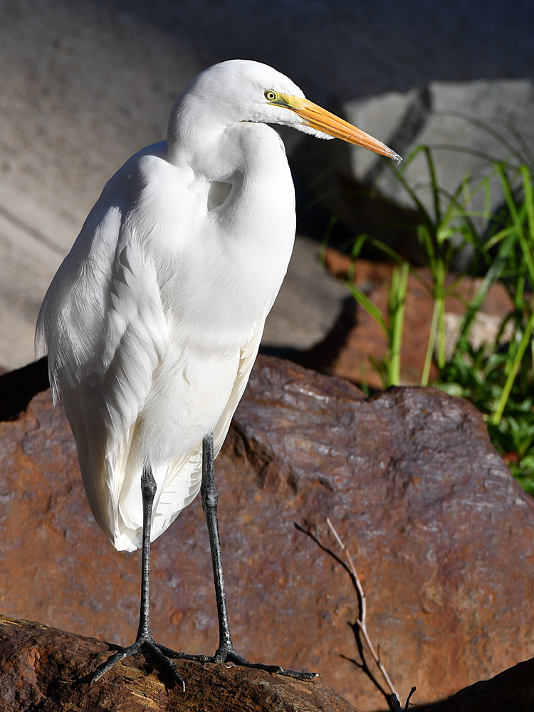 Egret2.jpg