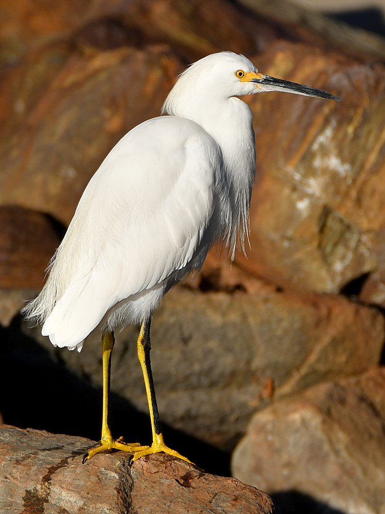 Egret2.jpg