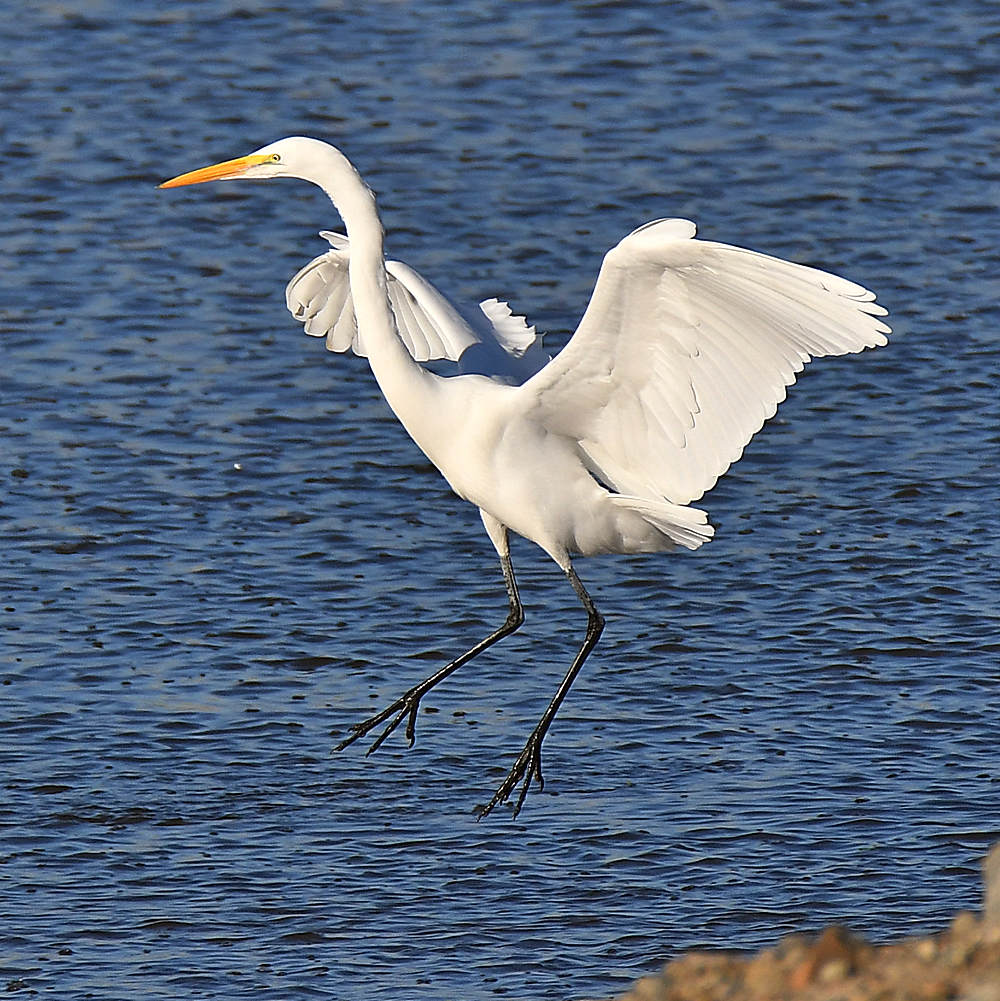 Egret2.jpg