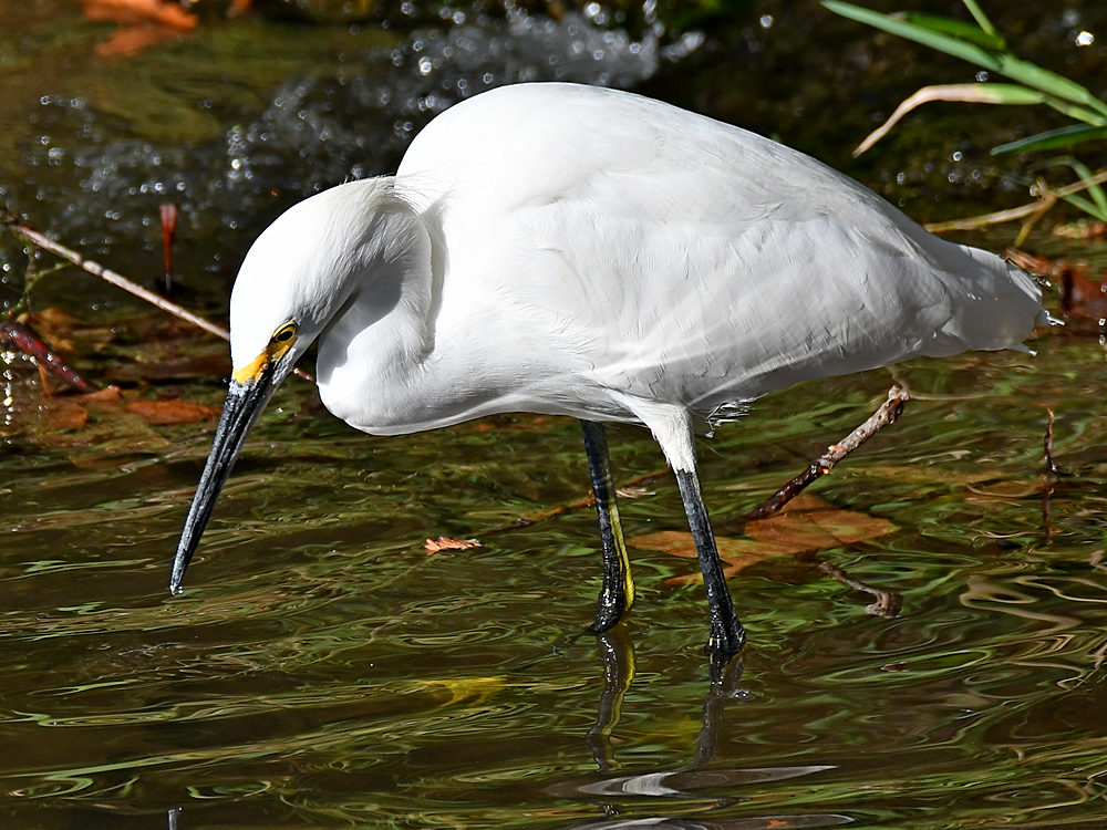 Egret2.jpg