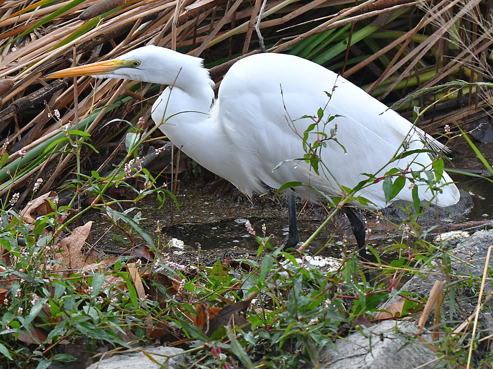 Egret2.jpg