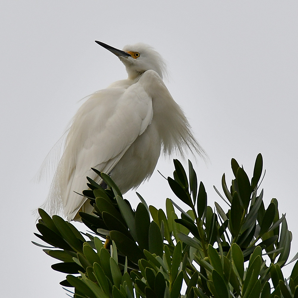Egret2.jpg