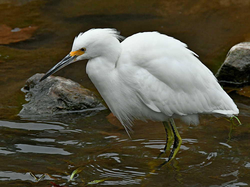 Egret2.jpg