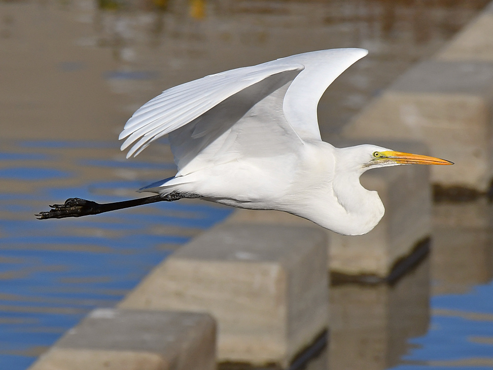 Egret2.jpg