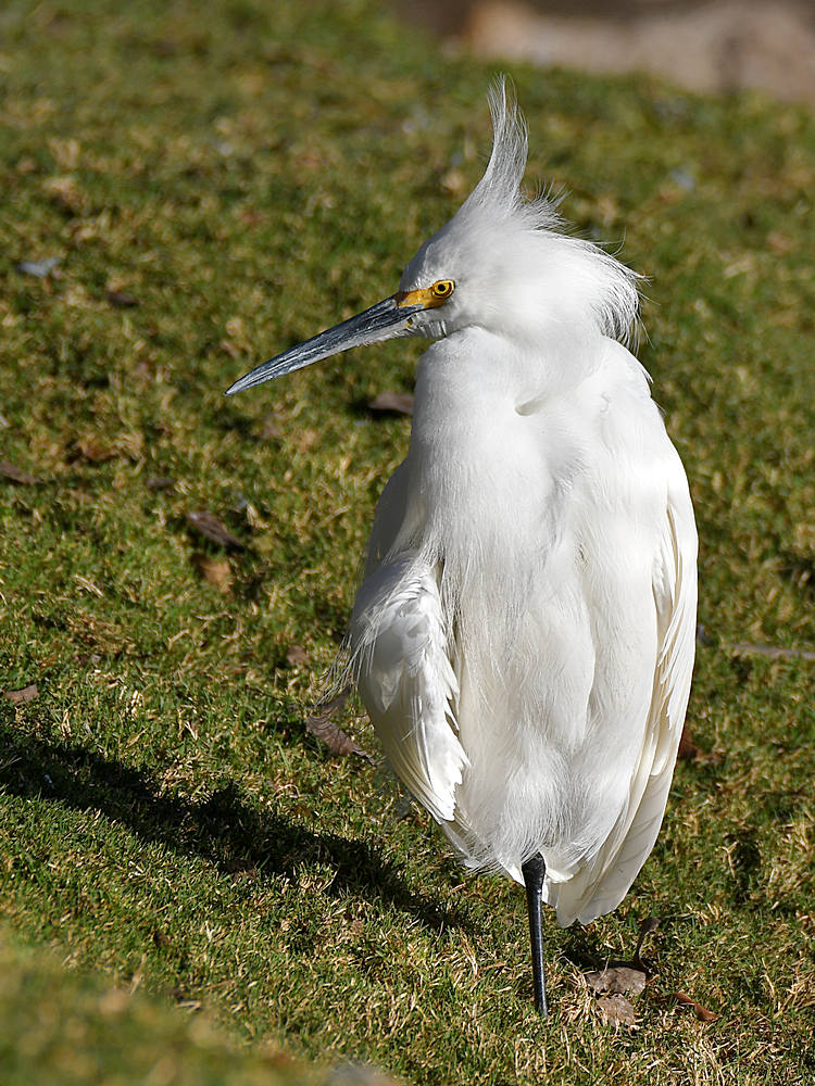 Egret2.jpg