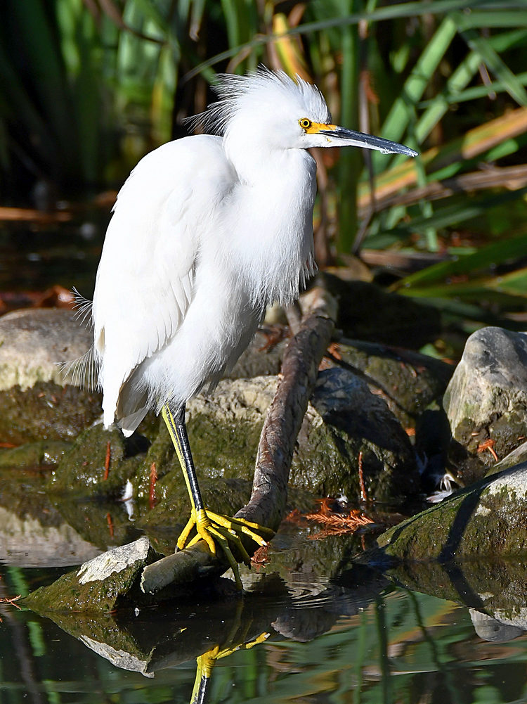 Egret2.jpg