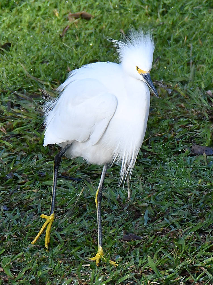 Egret2.jpg