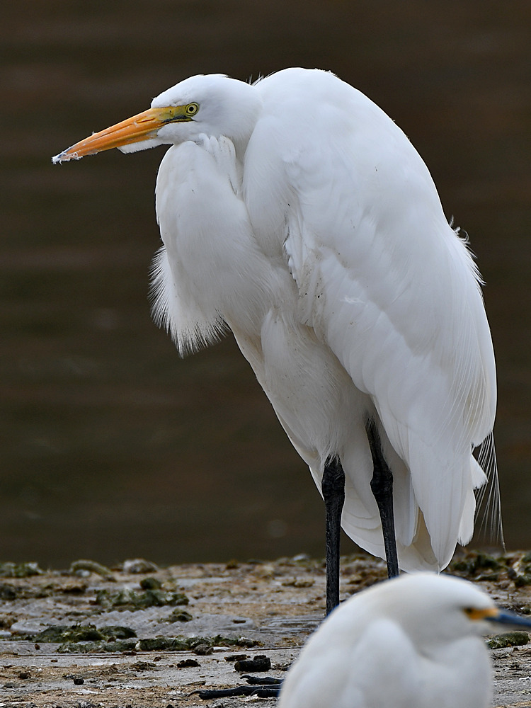 Egret2.jpg