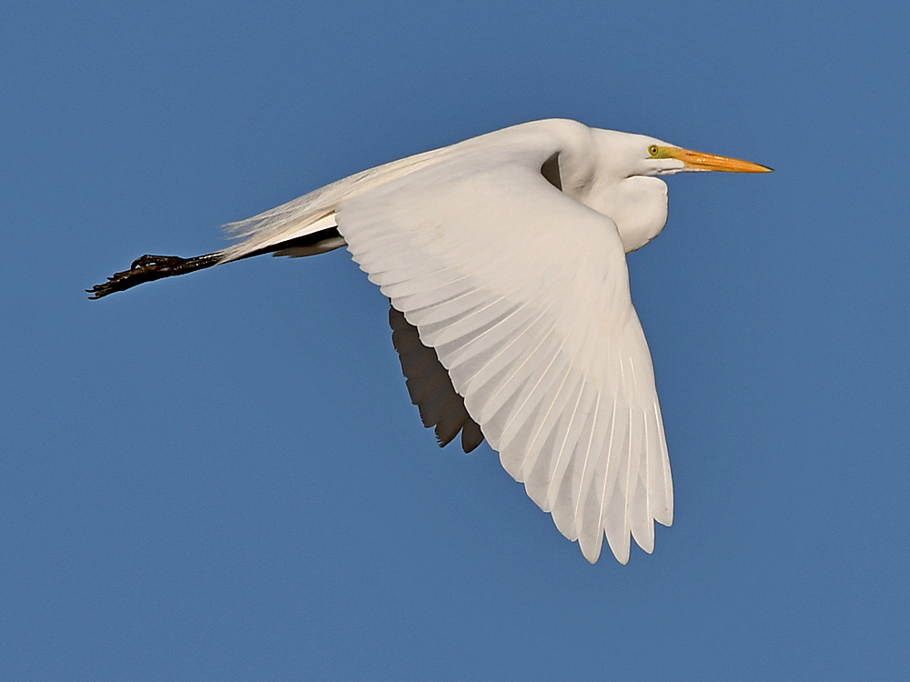 Egret2.jpg