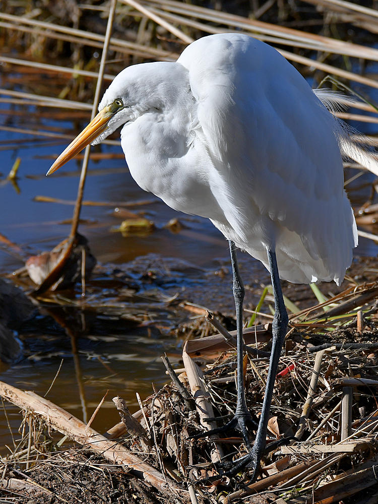 Egret2.jpg