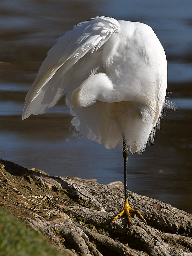 Egret2.jpg