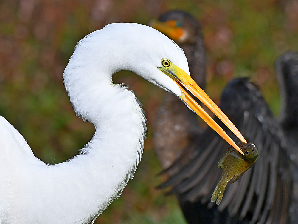 Egret2.jpg