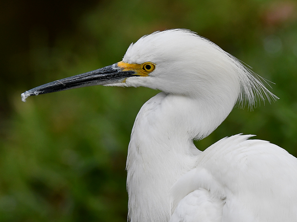 Egret2.jpg