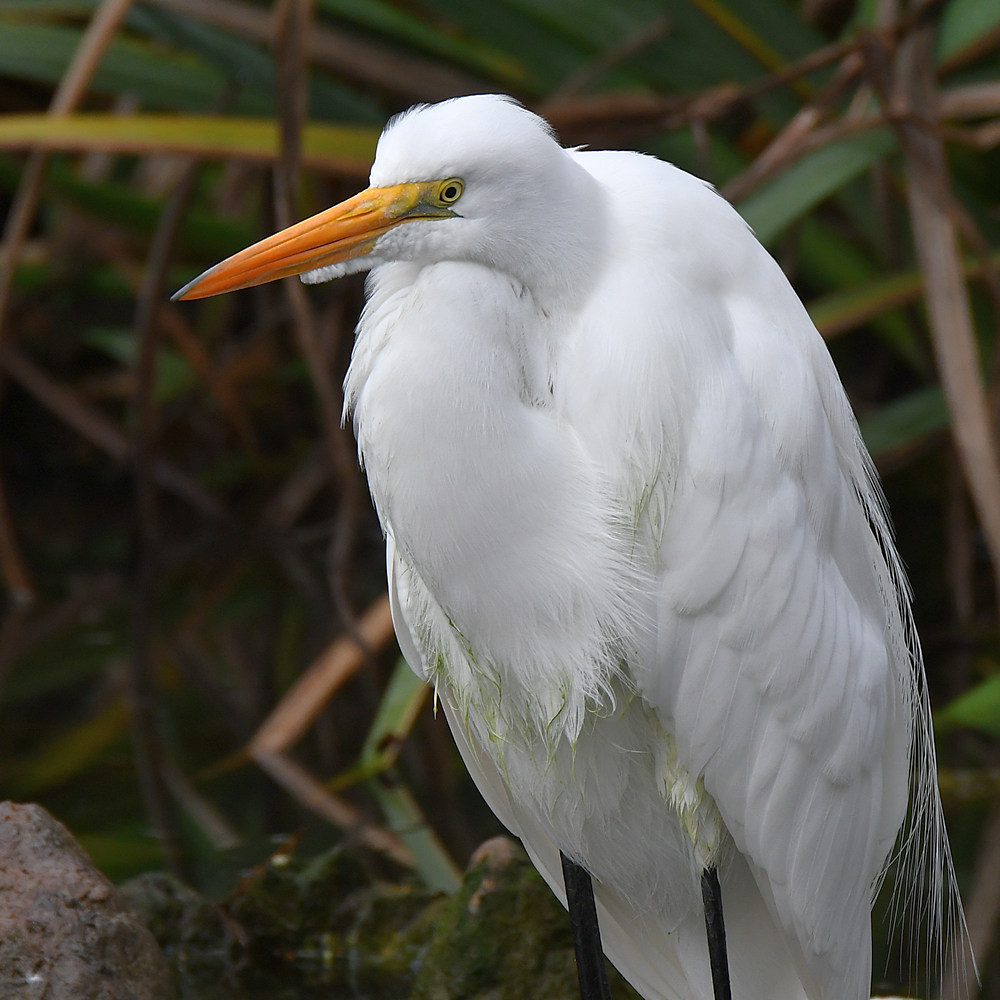 Egret2.jpg