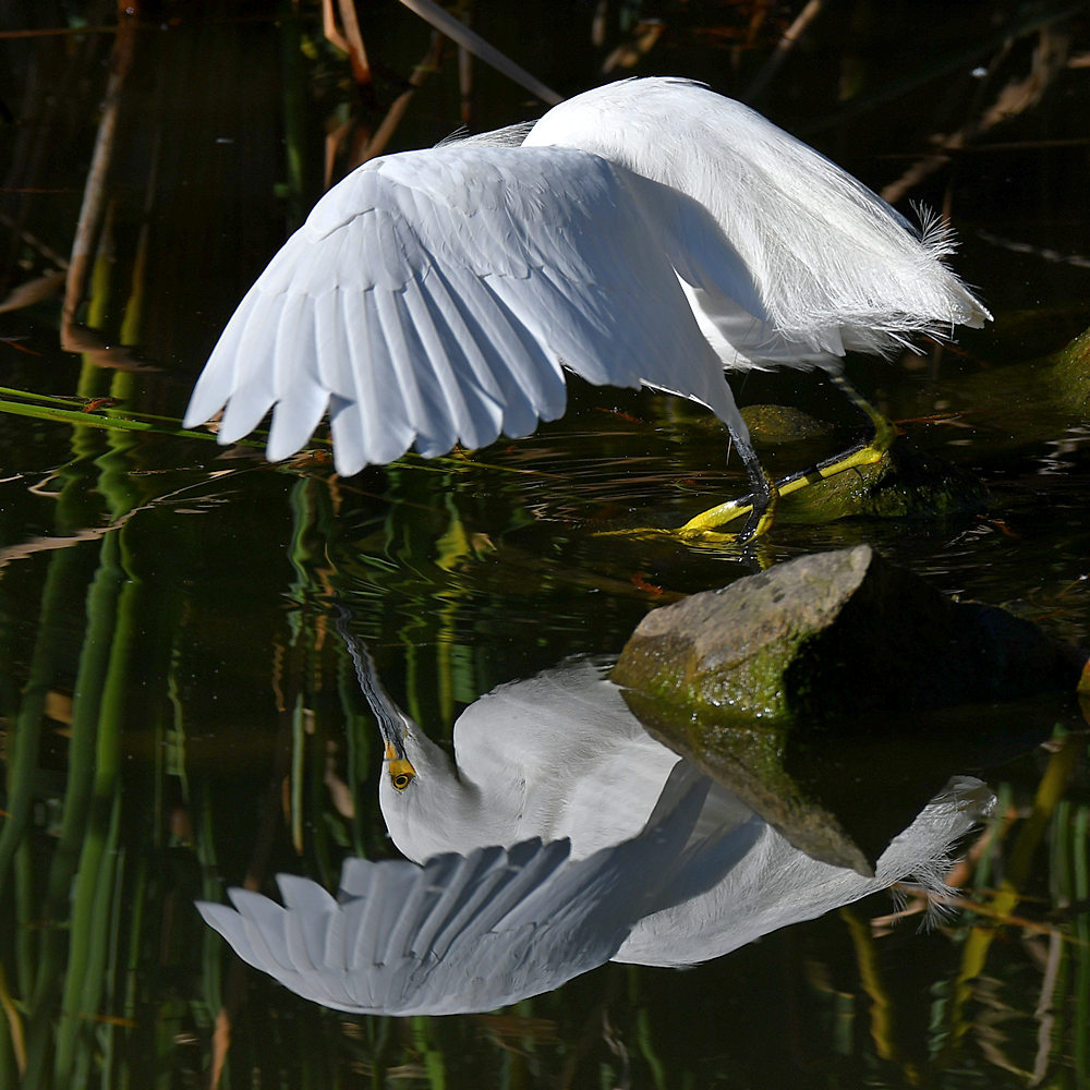 Egret2.jpg