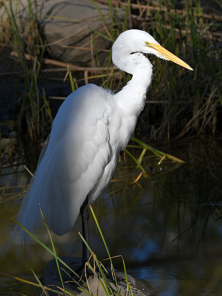 Egret2.jpg
