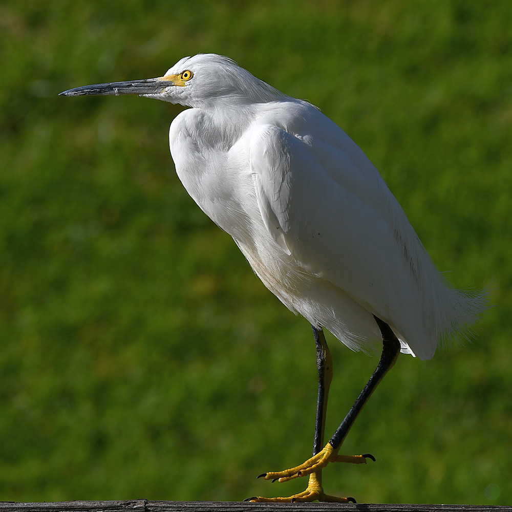 Egret2.jpg