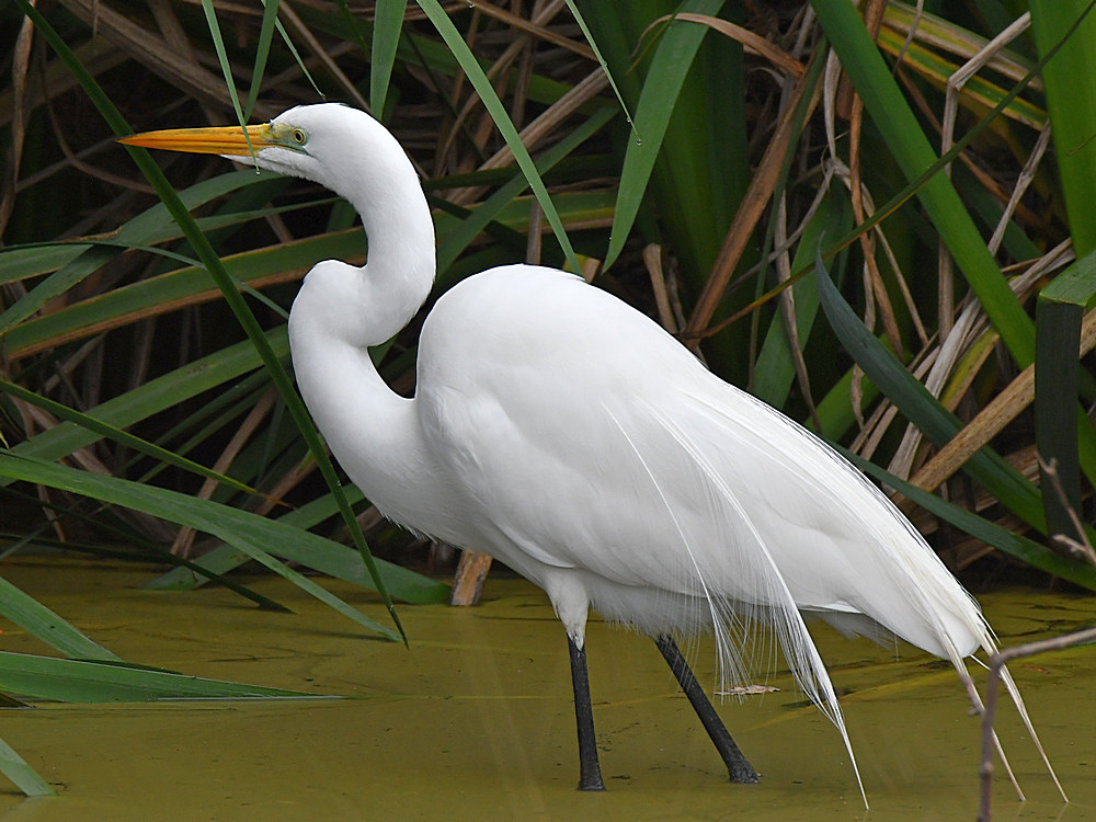Egret2.jpg