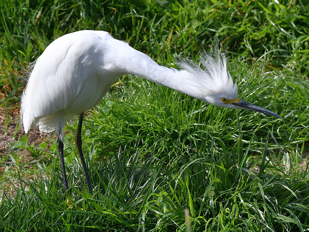 Egret2.jpg