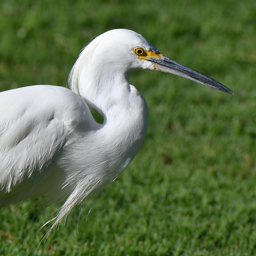 Egret2.jpg