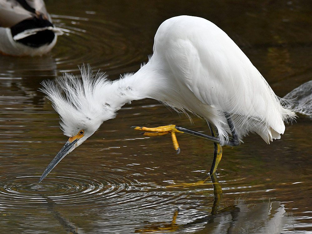 Egret2.jpg