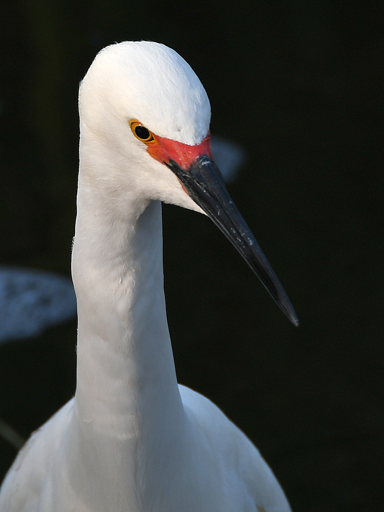 Egret2.jpg