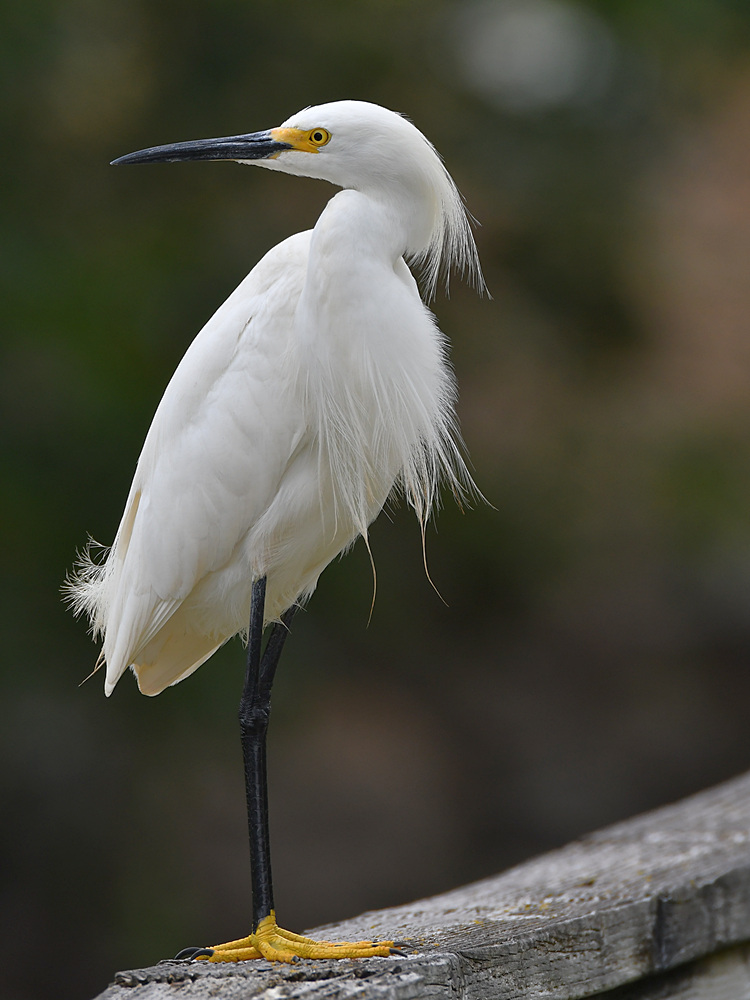 Egret2.jpg