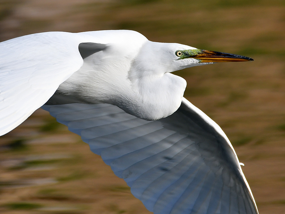 Egret2.jpg