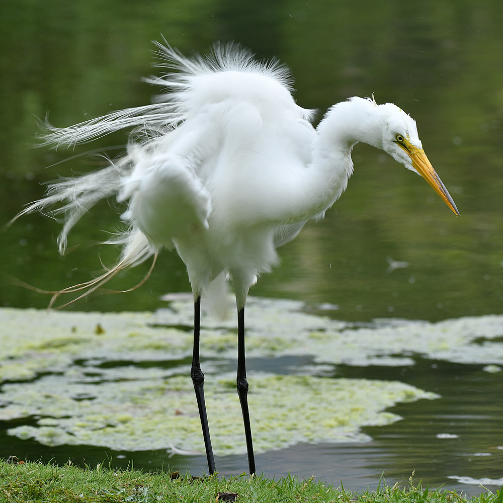 Egret2.jpg