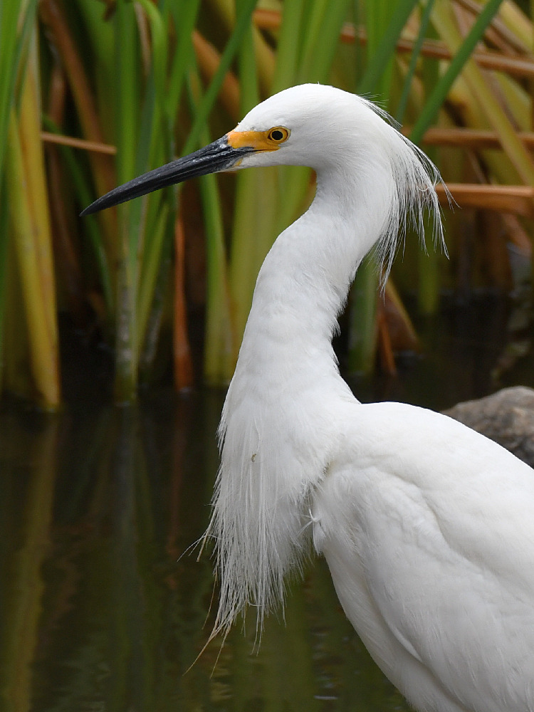Egret2.jpg