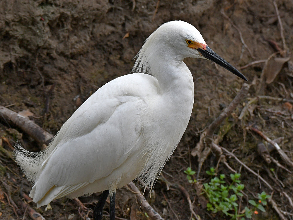 Egret2.jpg
