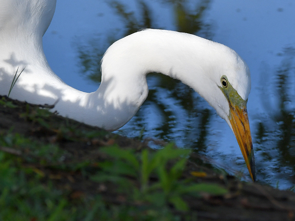 Egret2.jpg