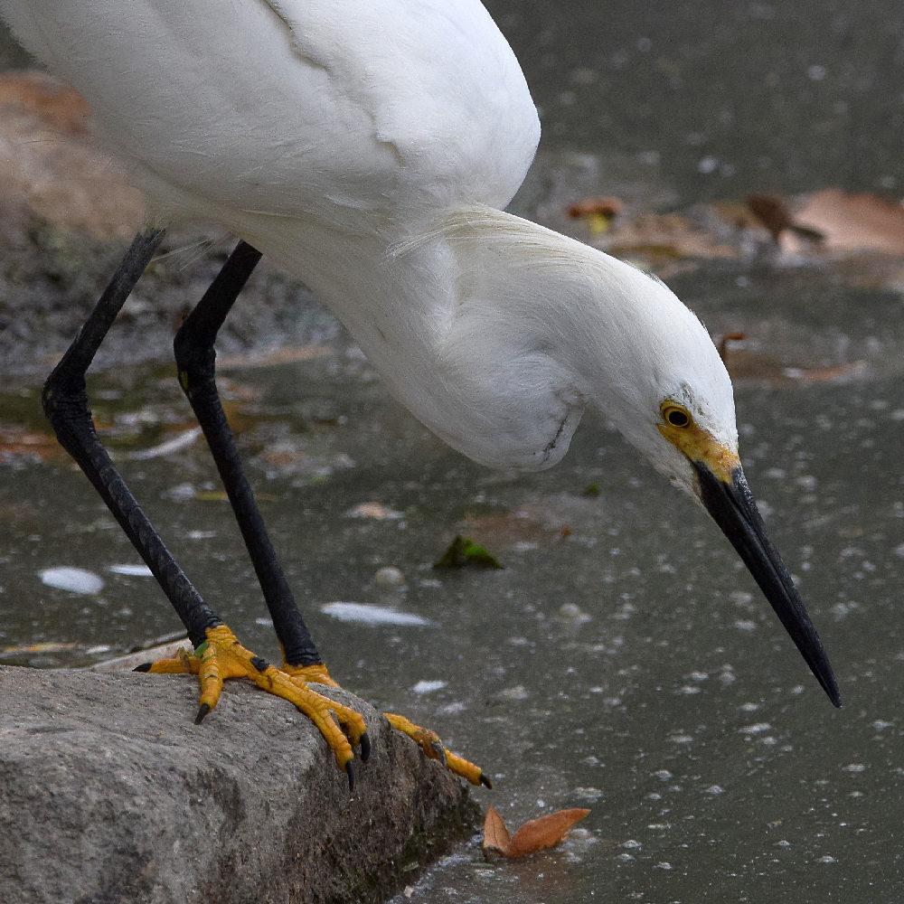 Egret2.jpg