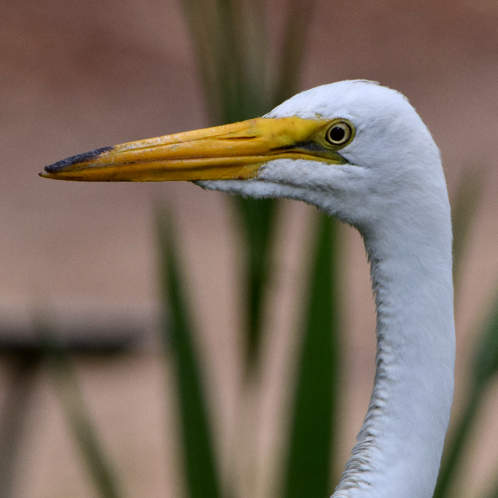 Egret2.jpg