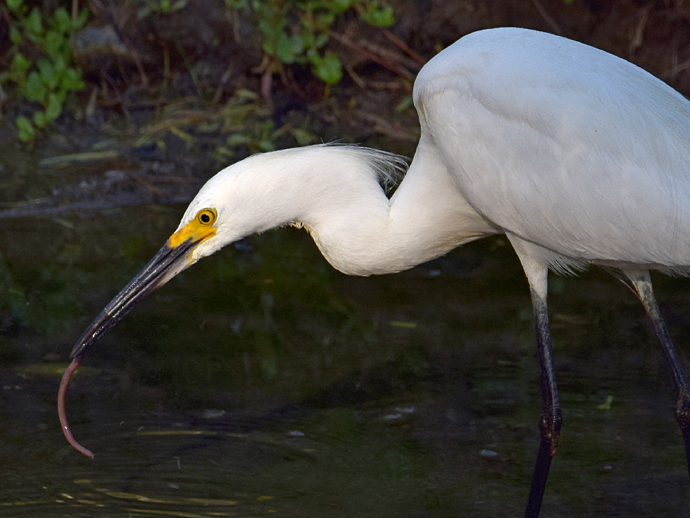 Egret2.jpg