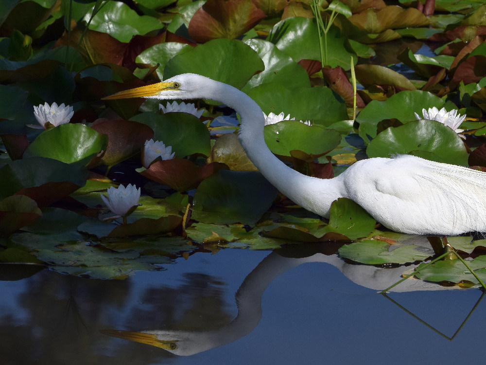 Egret2.jpg