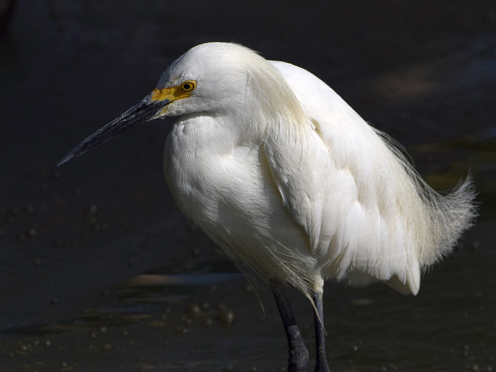Egret2.jpg