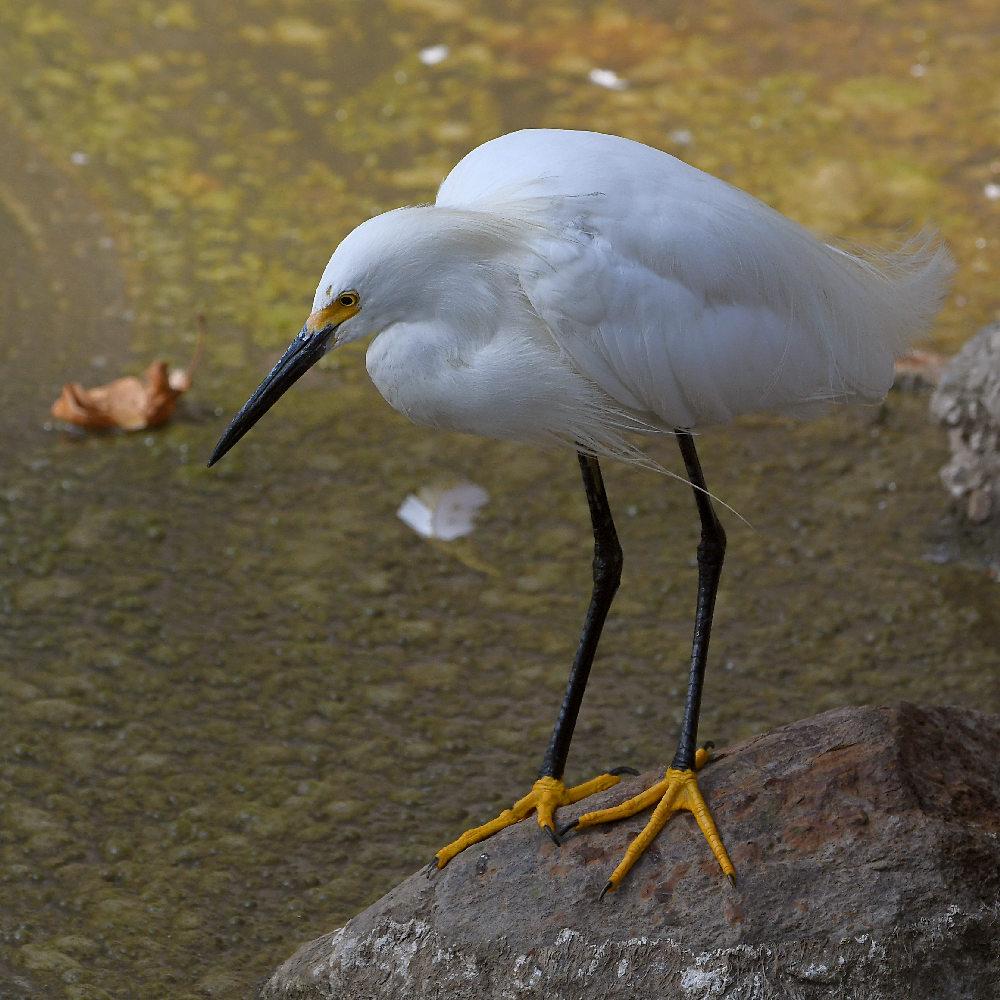 Egret2.jpg