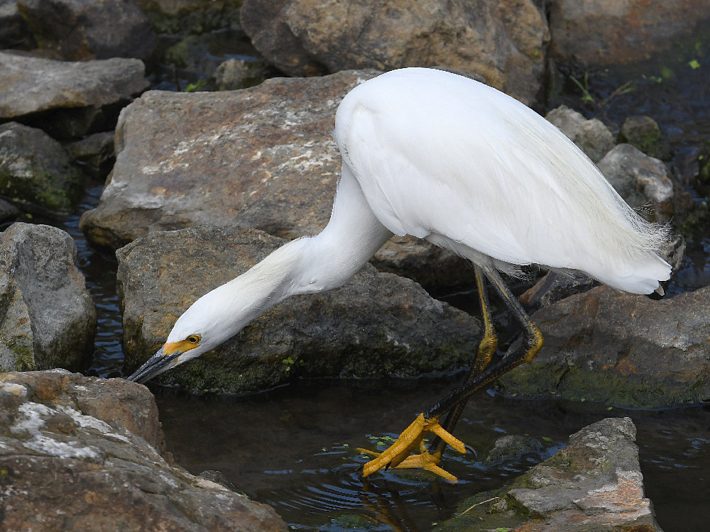 Egret2.jpg