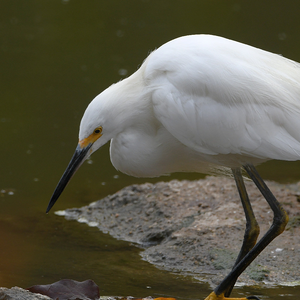 Egret2.jpg
