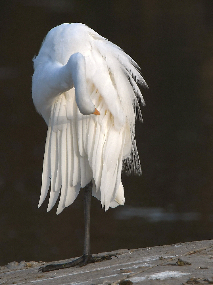 Egret2.jpg
