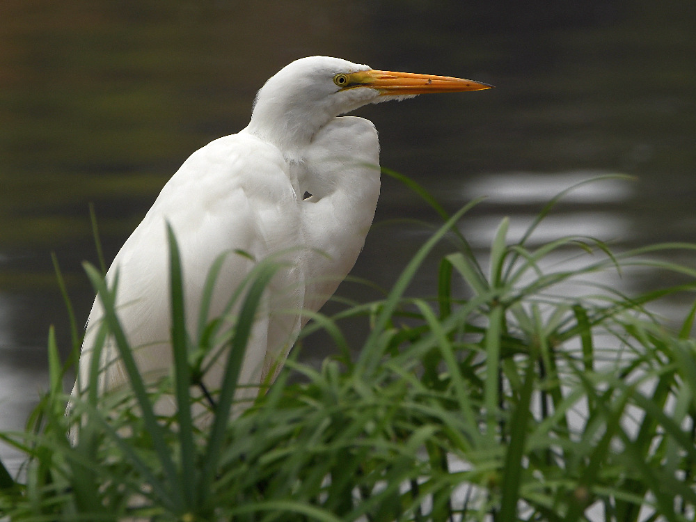 Egret2.jpg