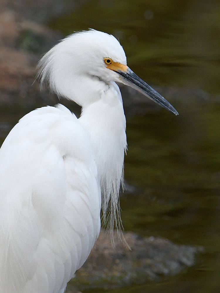 Egret2.jpg