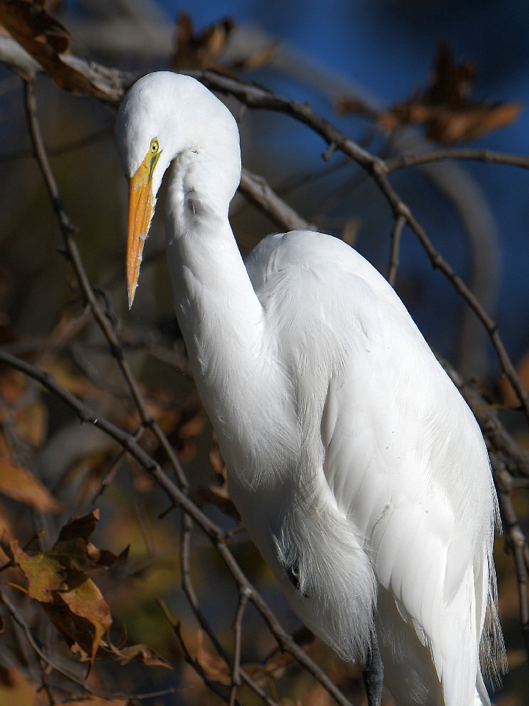 Egret2.jpg