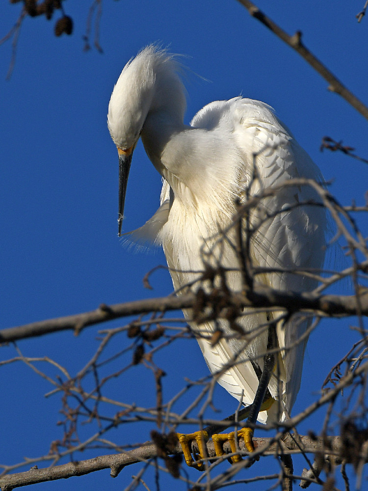 Egret2.jpg
