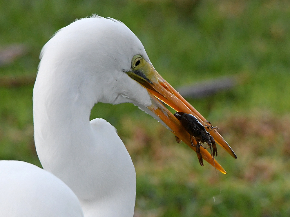 Egret2.jpg