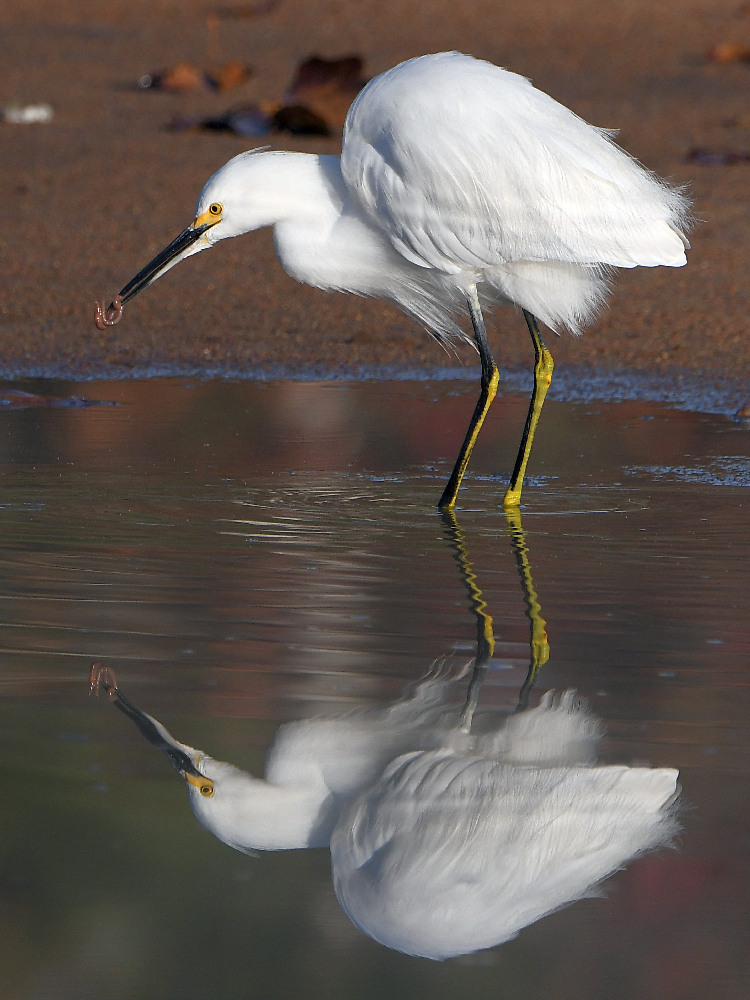 Egret2.jpg