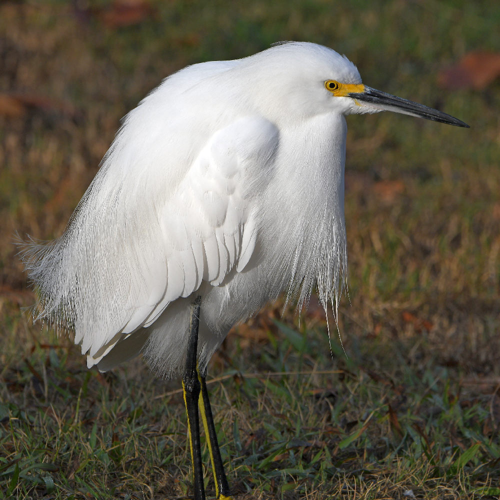 Egret2.jpg