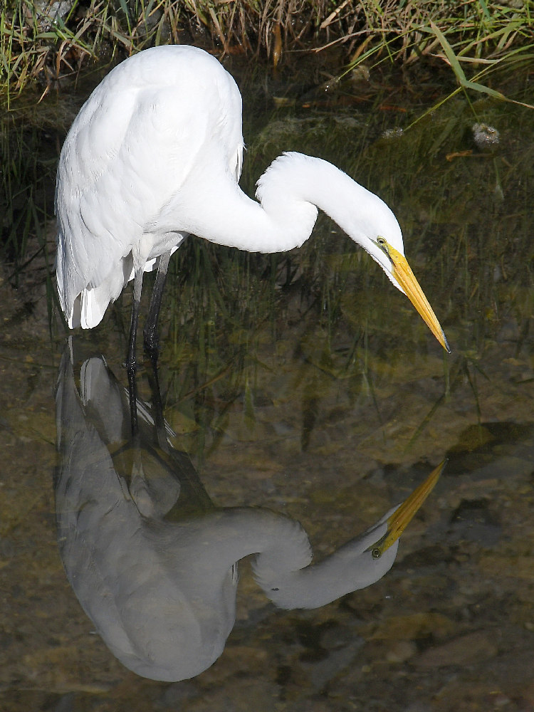 Egret2.jpg