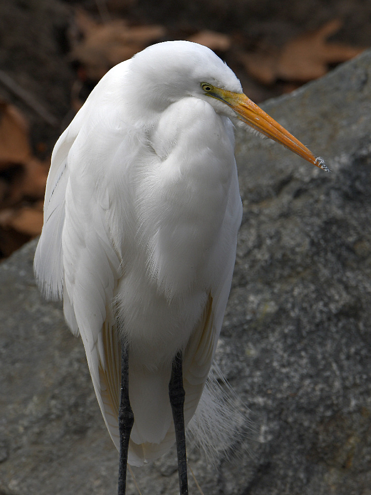 Egret2.jpg